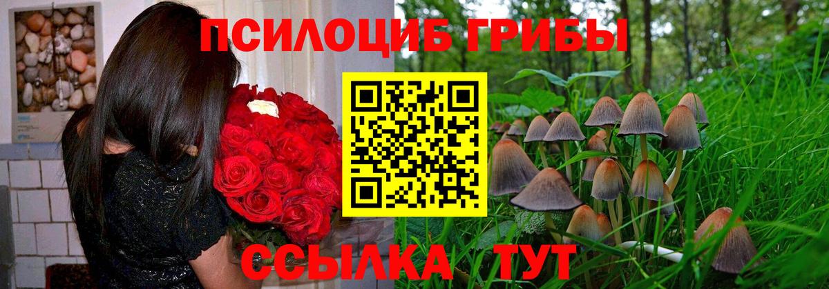 Псилоцибиновые грибы Cubensis Балашиха
